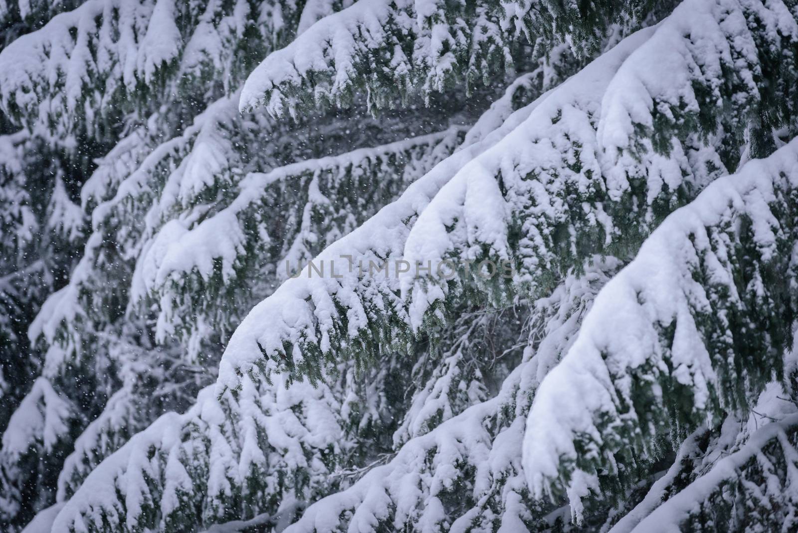 The branch of tree has covered with heavy snow in winter season  by animagesdesign