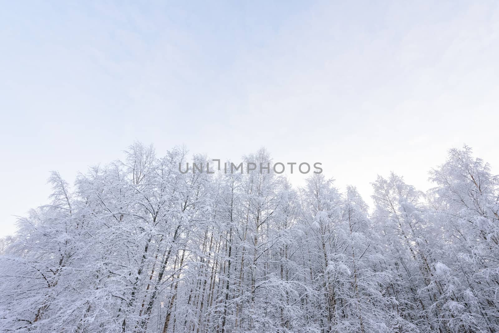 The forest has covered with heavy snow in winter season at Lapland, Finland.