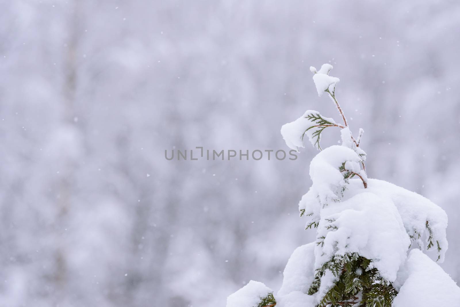 The branch of tree has covered with heavy snow in winter season  by animagesdesign