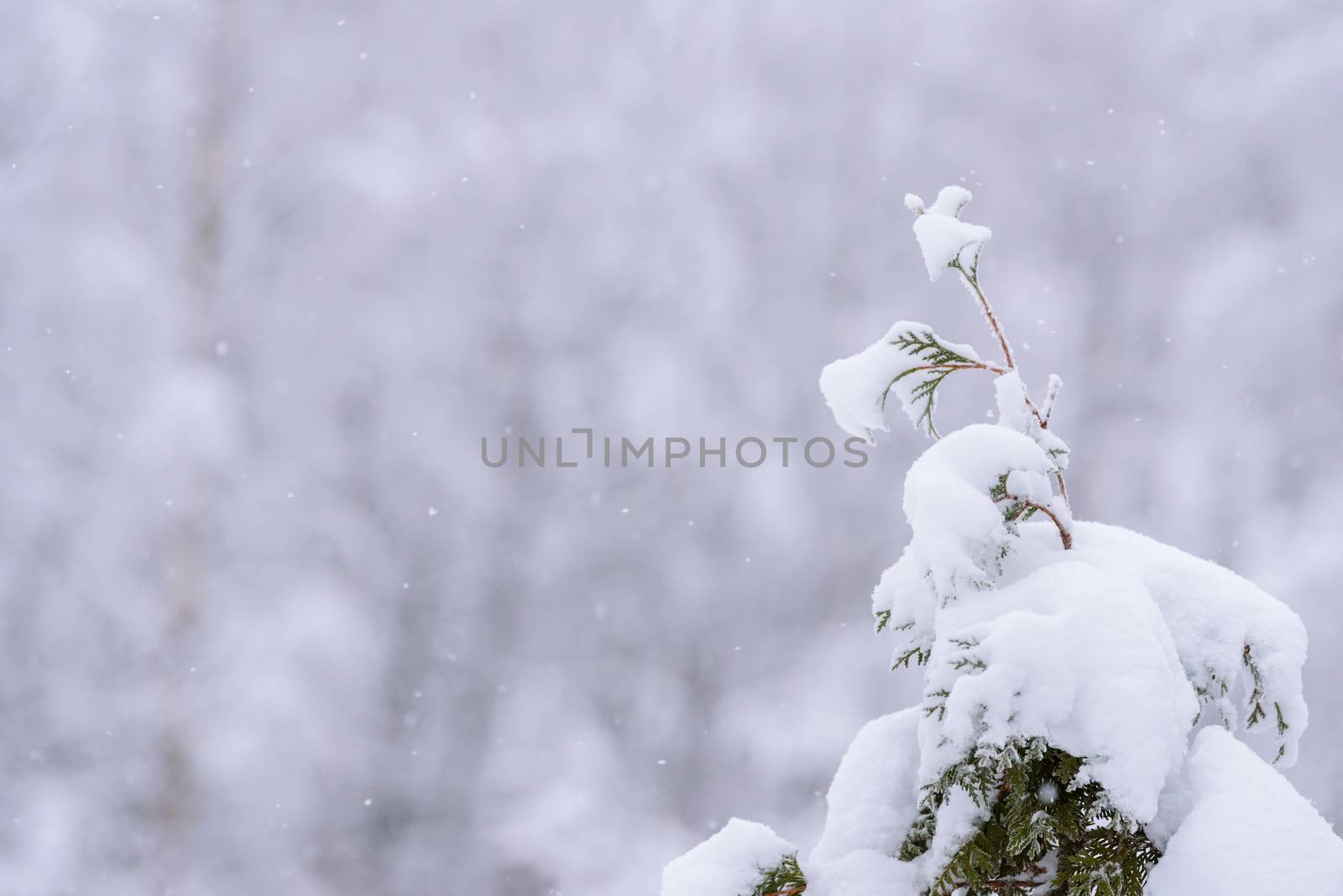 The branch of tree has covered with heavy snow in winter season at Lapland, Finland.