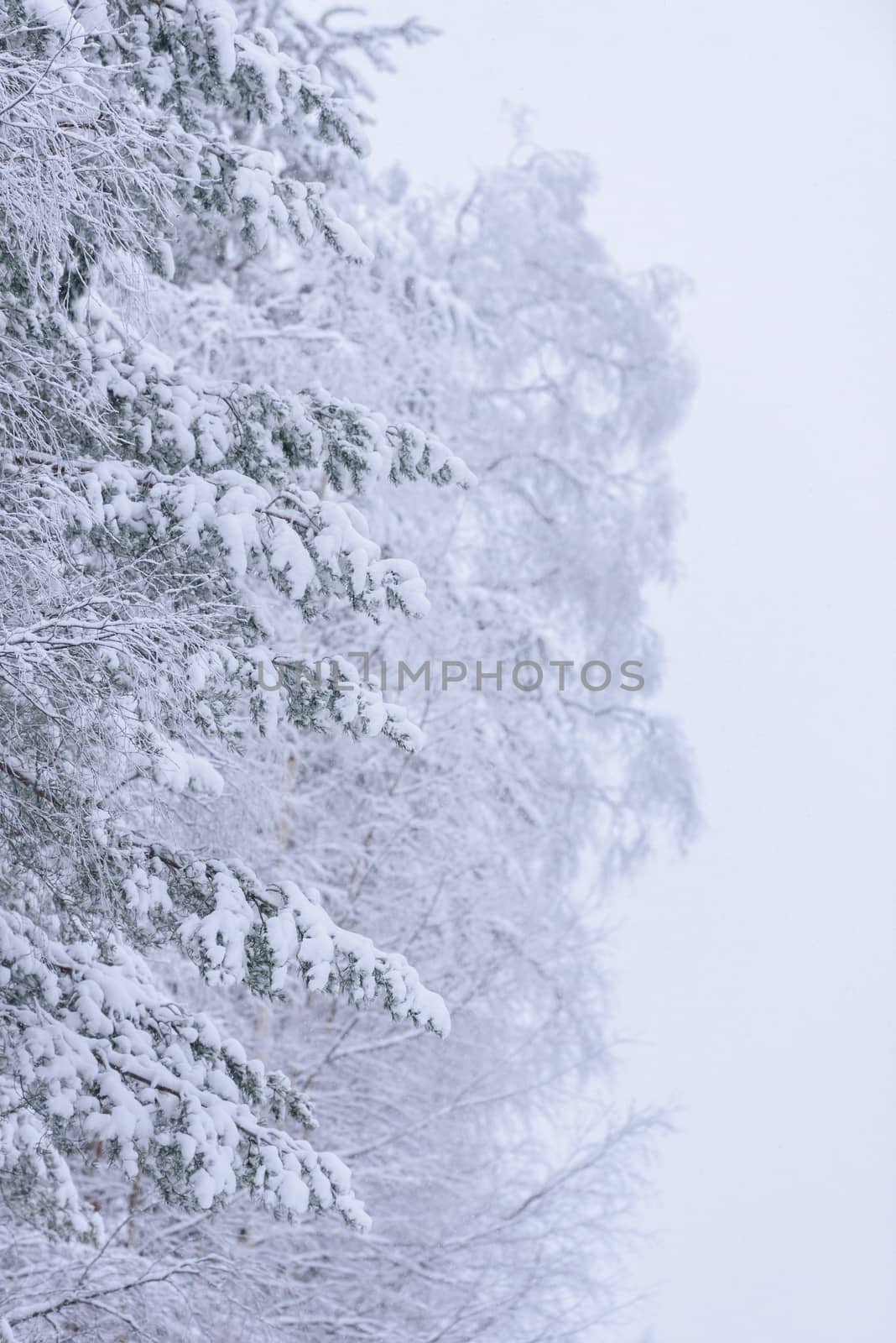 The forest has covered with heavy snow and bad weather sky in winter season at Lapland, Finland.