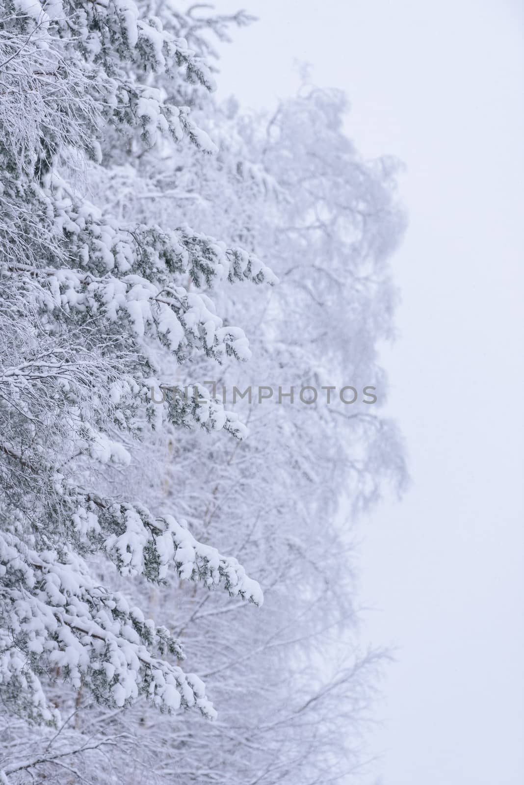 The forest has covered with heavy snow and bad weather sky in wi by animagesdesign