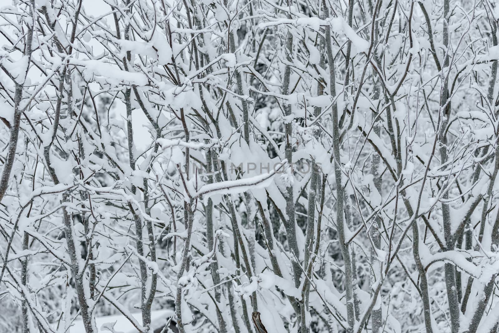 The forest has covered with heavy snow in winter season at Lapland, Finland.