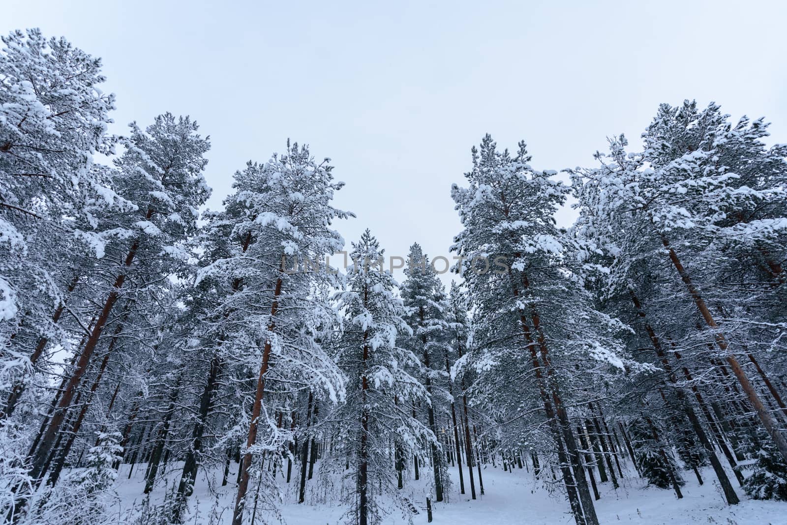 The forest has covered with heavy snow and bad weather sky in wi by animagesdesign