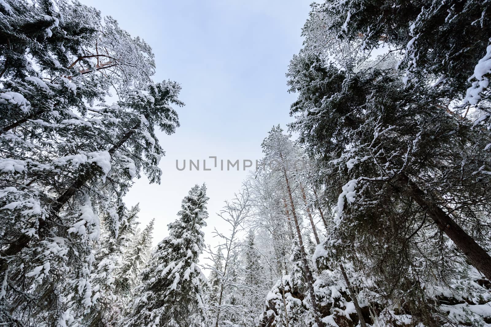 The forest has covered with heavy snow and bad weather sky in winter season at Oulanka National Park, Finland.