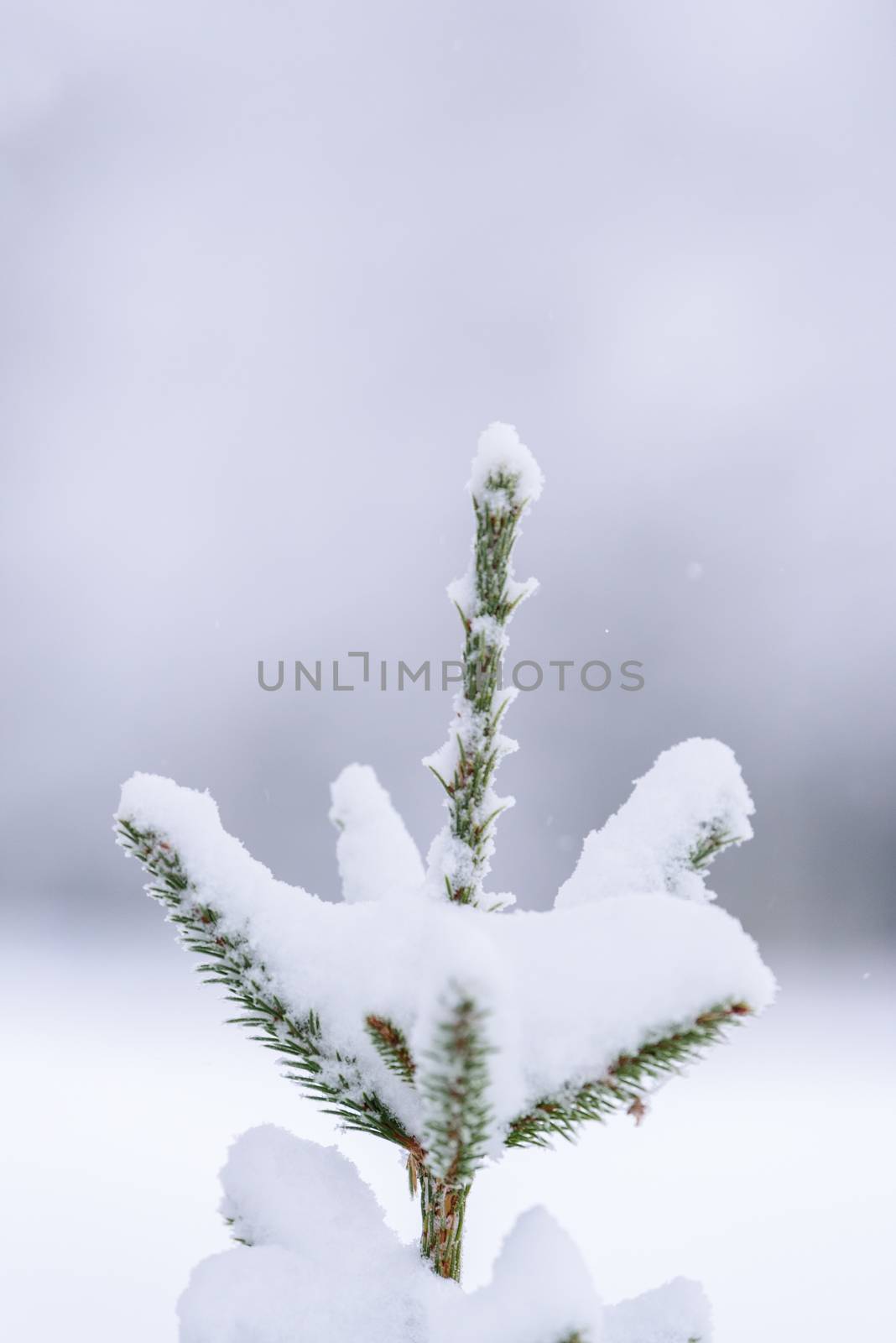 The branch of tree has covered with heavy snow in winter season  by animagesdesign