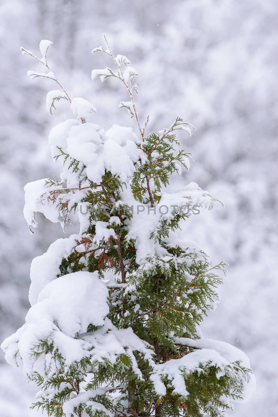 The big tree has covered with heavy snow in winter season at Lap by animagesdesign