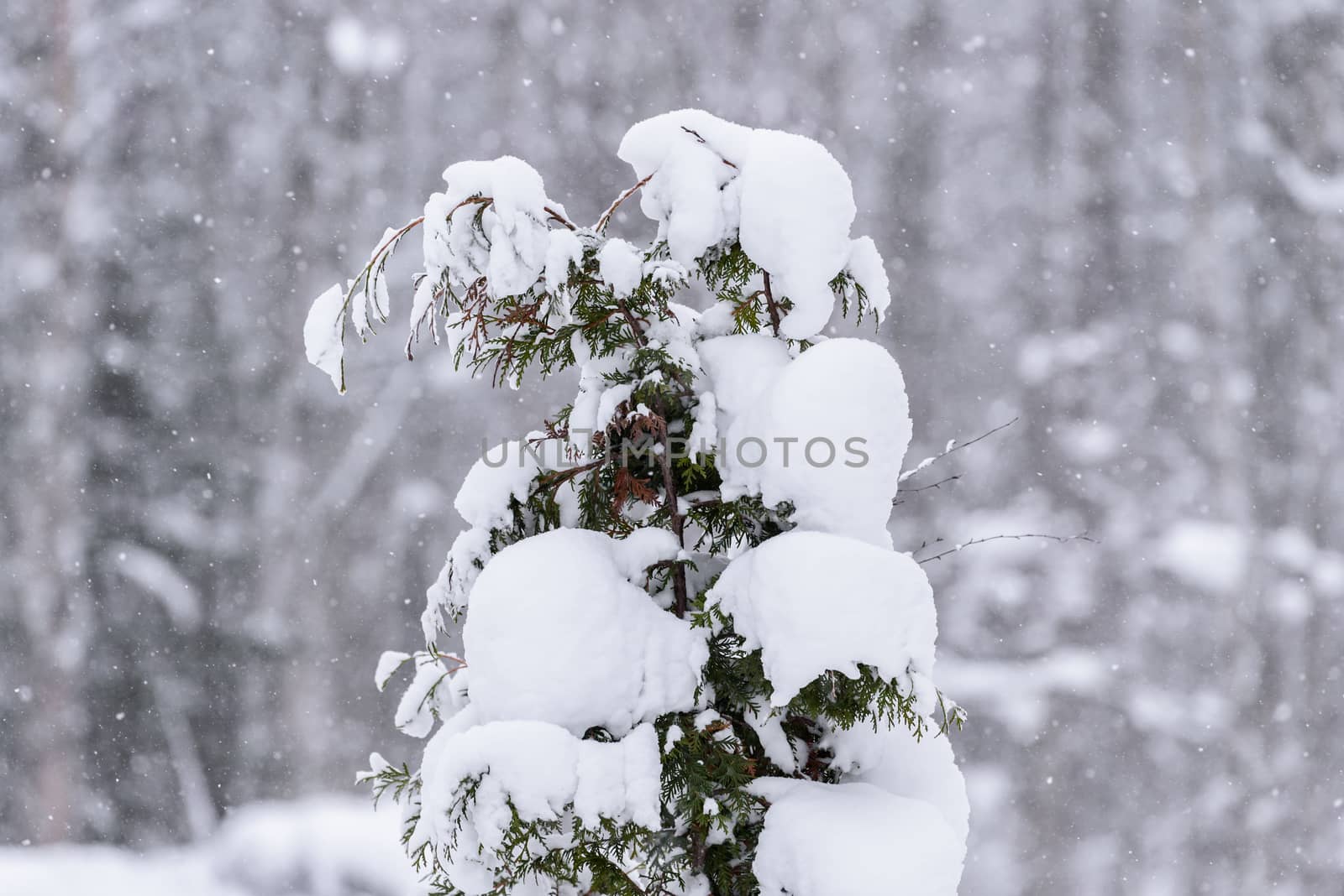 The tree has covered with heavy snow in winter season at Lapland, Finland.