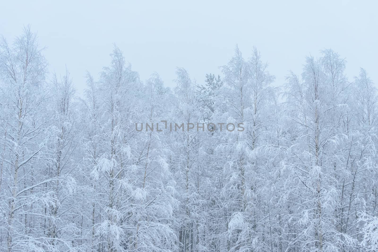 The forest has covered with heavy snow and bad weather sky in wi by animagesdesign