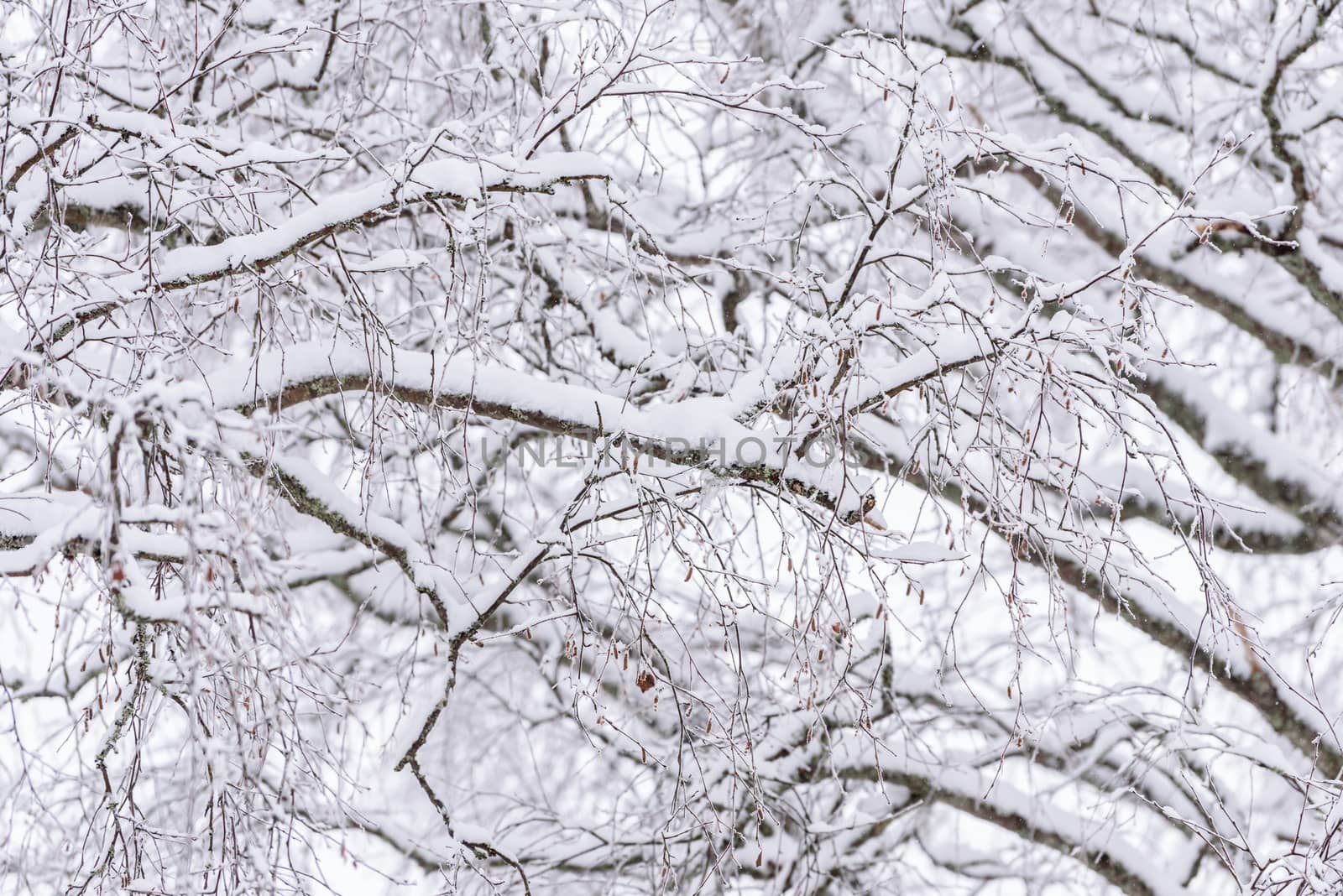 The forest has covered with heavy snow and clear blue sky in winter season at Lapland, Finland.