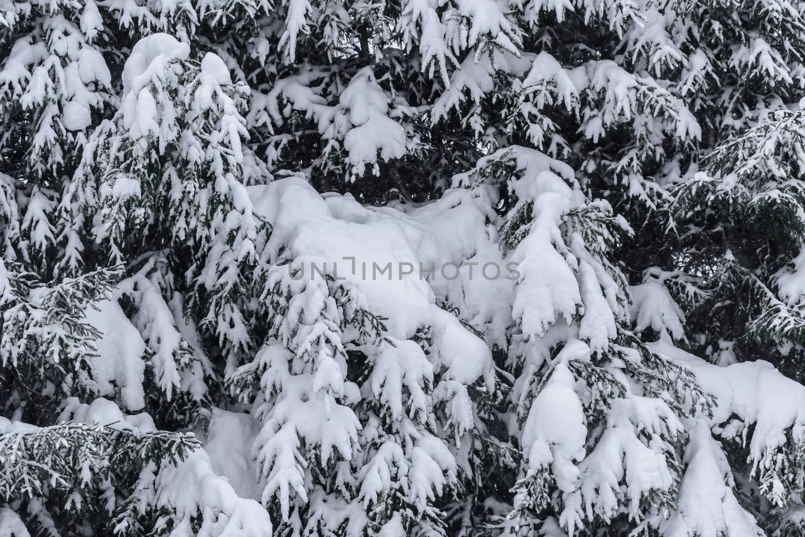 The tree has covered with heavy snow in winter season at Lapland by animagesdesign