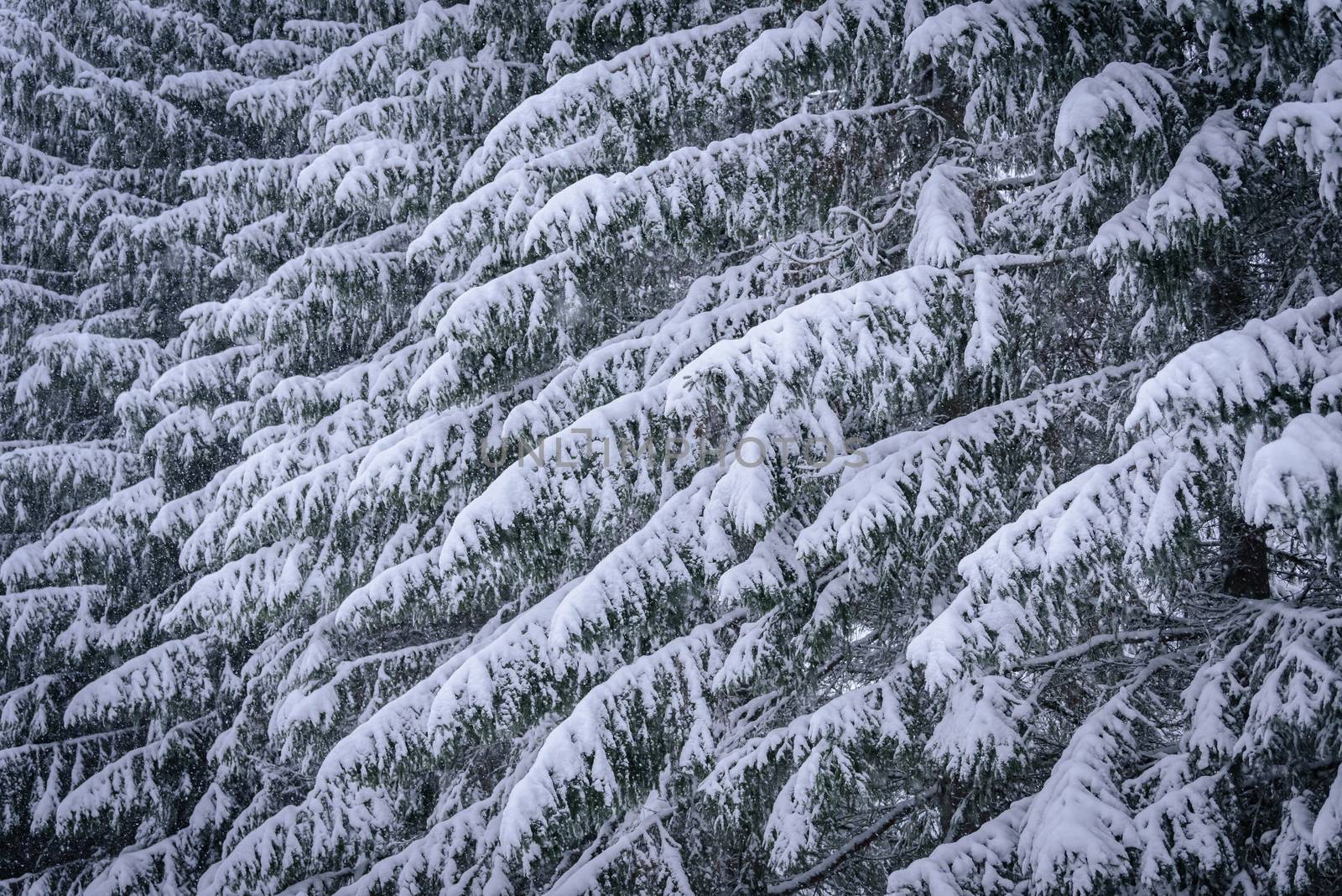 The branch of tree has covered with heavy snow in winter season at Lapland, Finland.