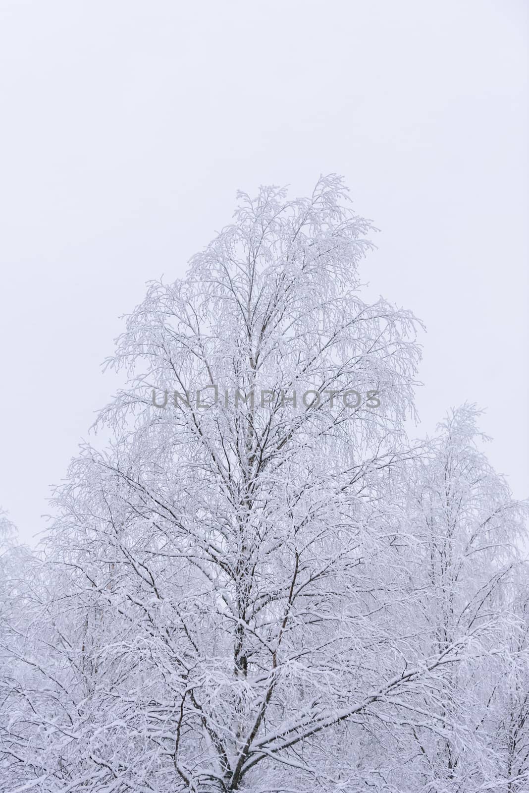 The forest has covered with heavy snow and clear blue sky in win by animagesdesign