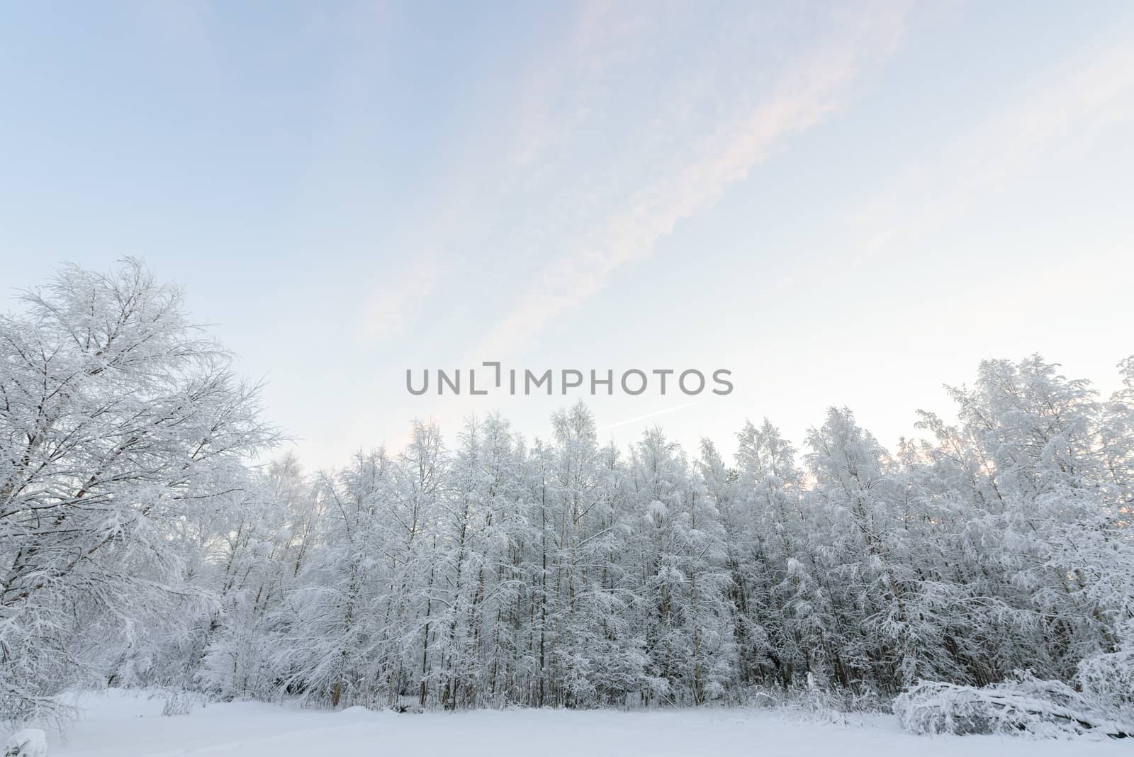 The forest has covered with heavy snow and clear blue sky in winter season at Lapland, Finland.