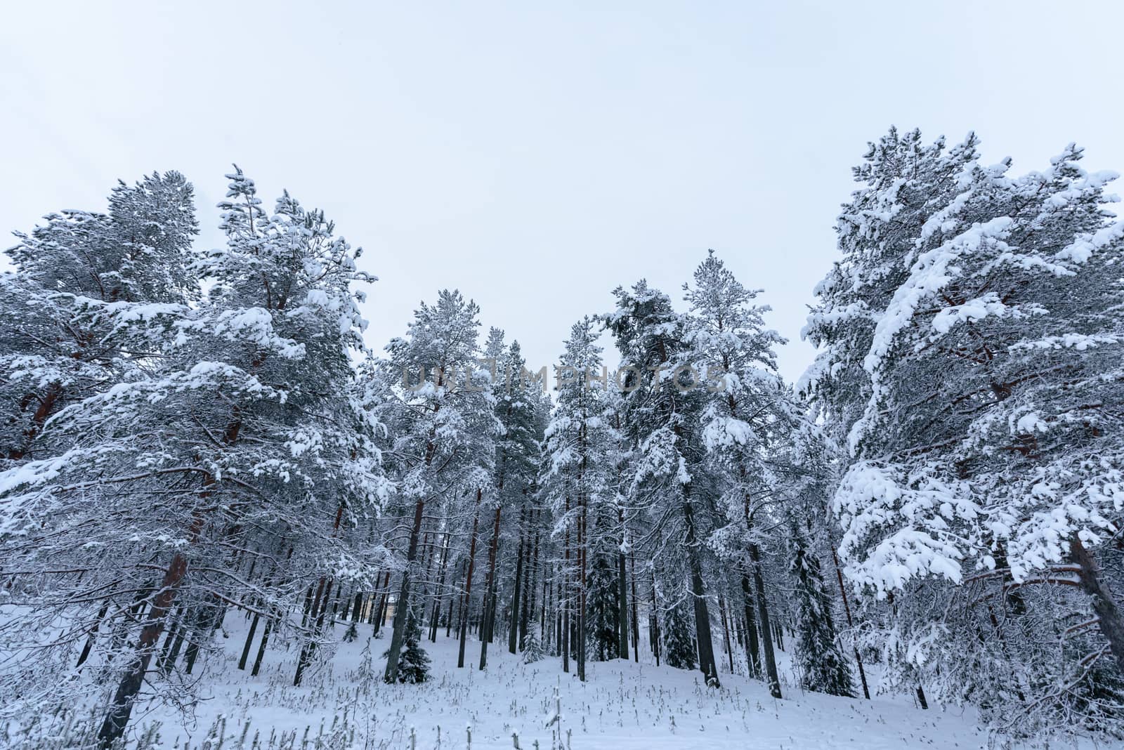 The forest has covered with heavy snow and bad weather sky in winter season at Lapland, Finland.