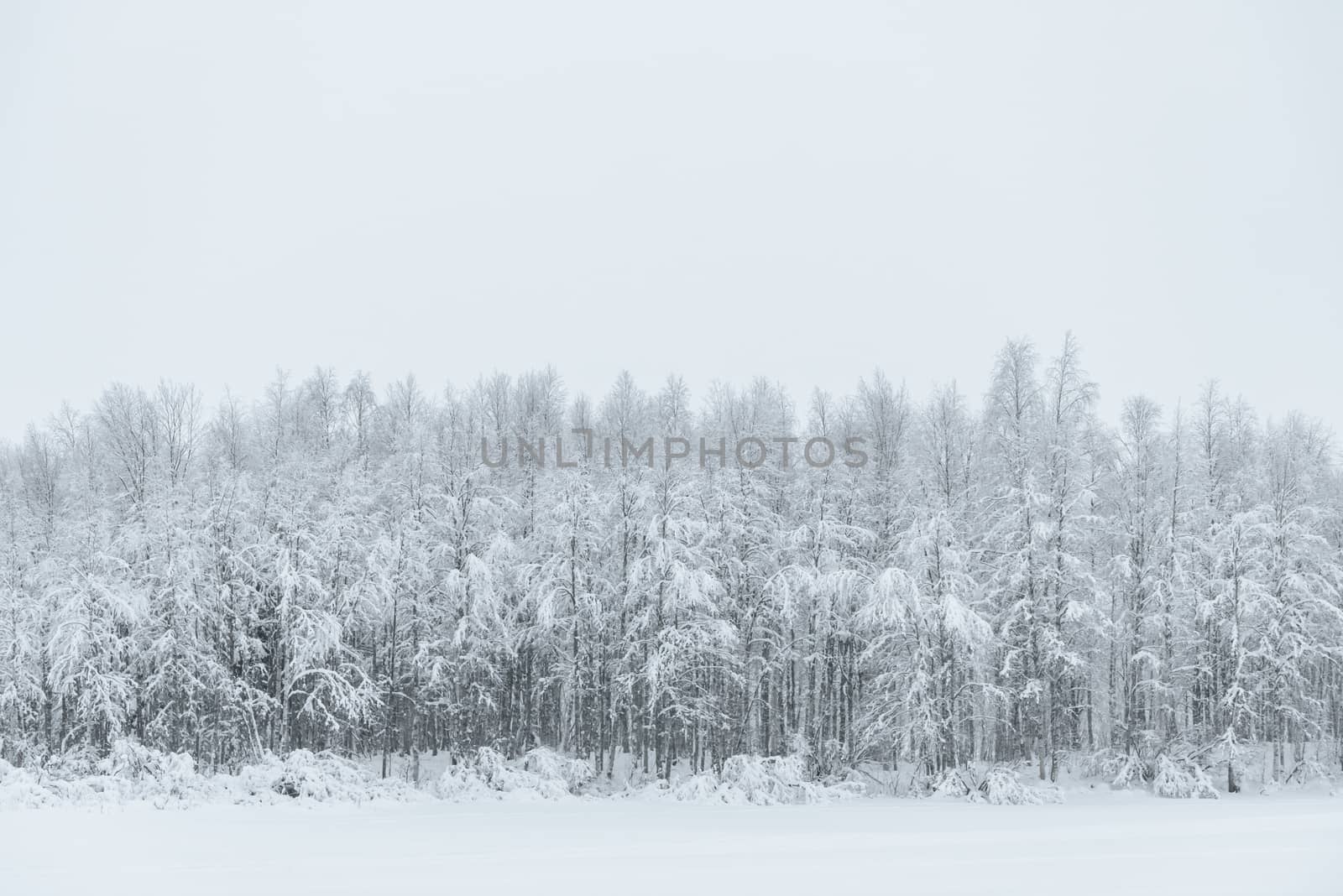 The ice lake and forest has covered with heavy snow and bad weather sky in winter season at Holiday Village Kuukiuru, Finland.