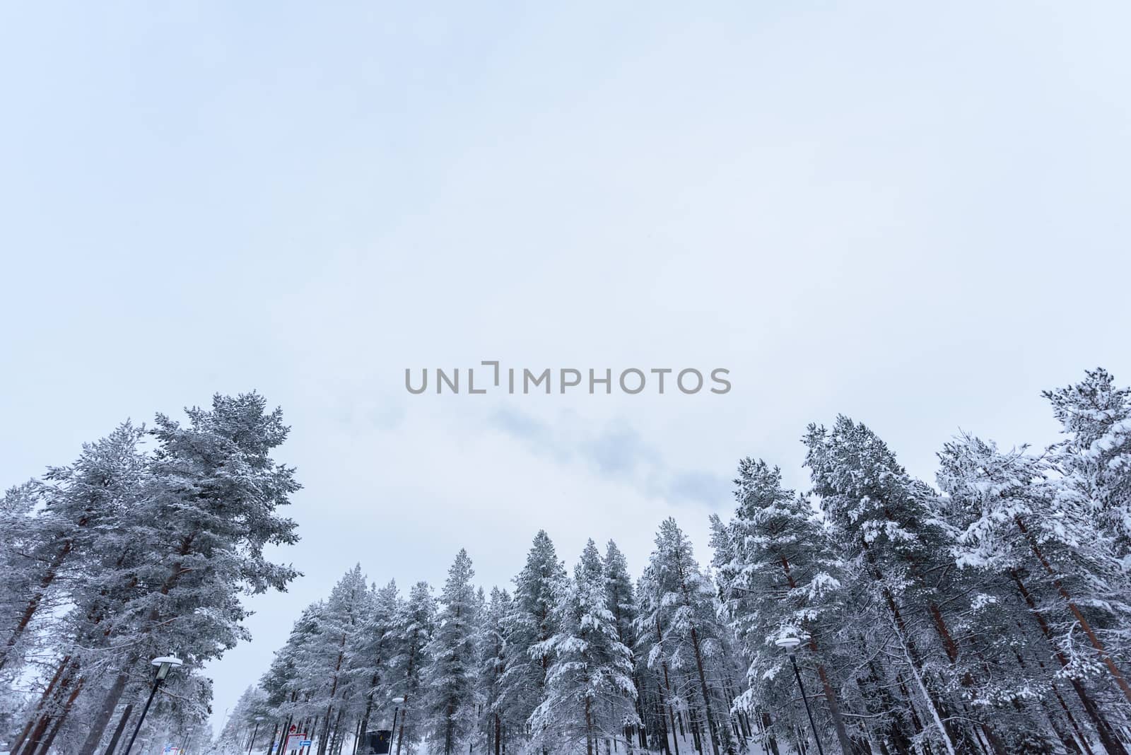 The forest has covered with heavy snow and bad weather sky in wi by animagesdesign