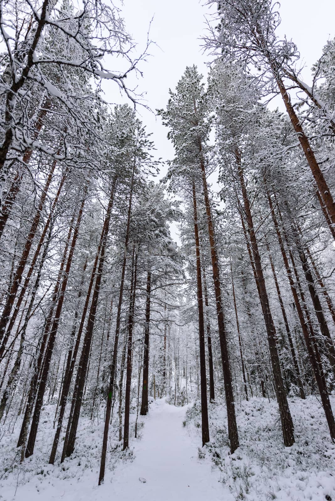 The forest has covered with heavy snow and bad weather sky in winter season at Oulanka National Park, Finland.