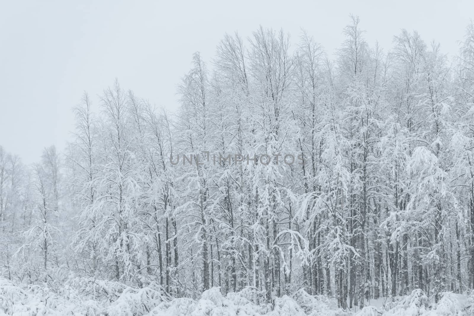 The forest has covered with heavy snow and bad weather sky in winter season at Holiday Village Kuukiuru, Finland.