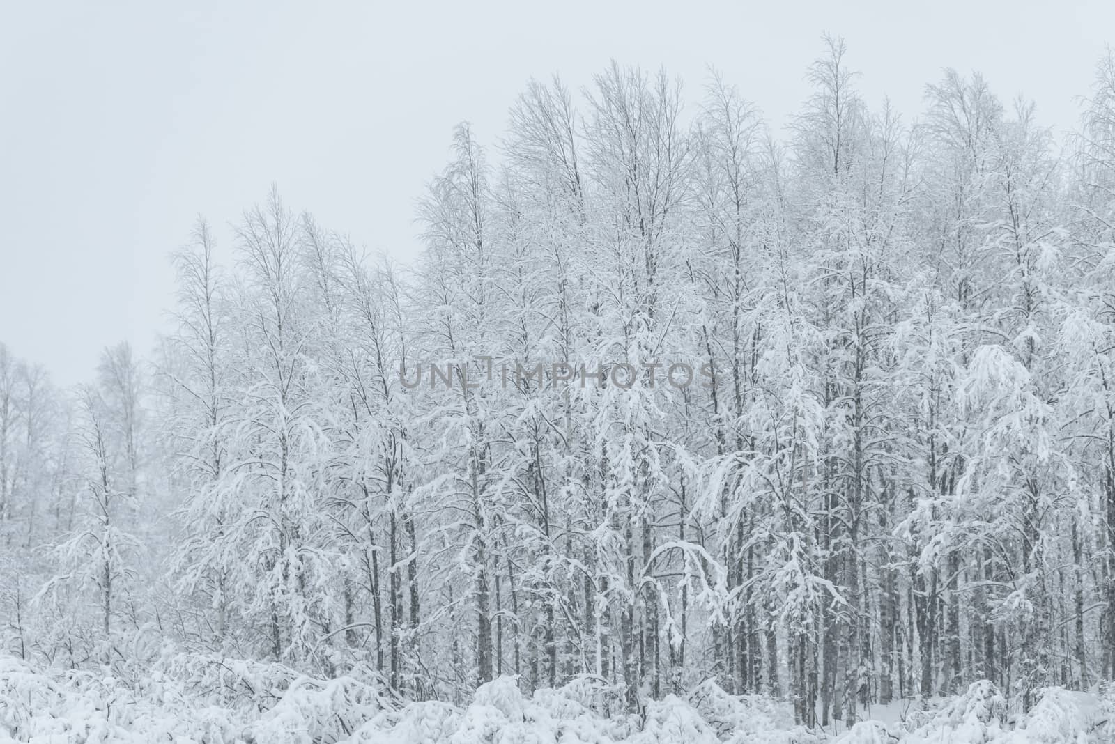 The forest has covered with heavy snow and bad weather sky in wi by animagesdesign