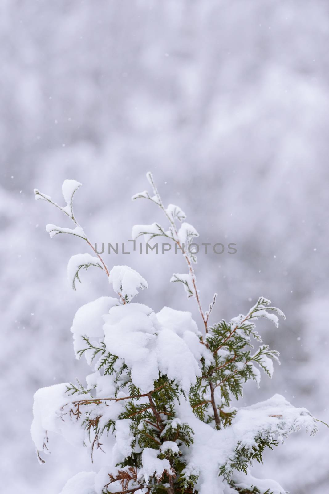 The branch of tree has covered with heavy snow in winter season at Lapland, Finland.