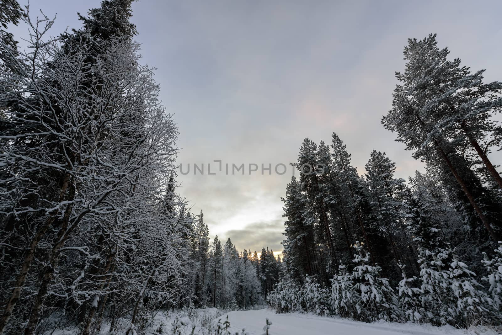 The forest has covered with heavy snow and bad weather sky in winter season at Oulanka National Park, Finland.