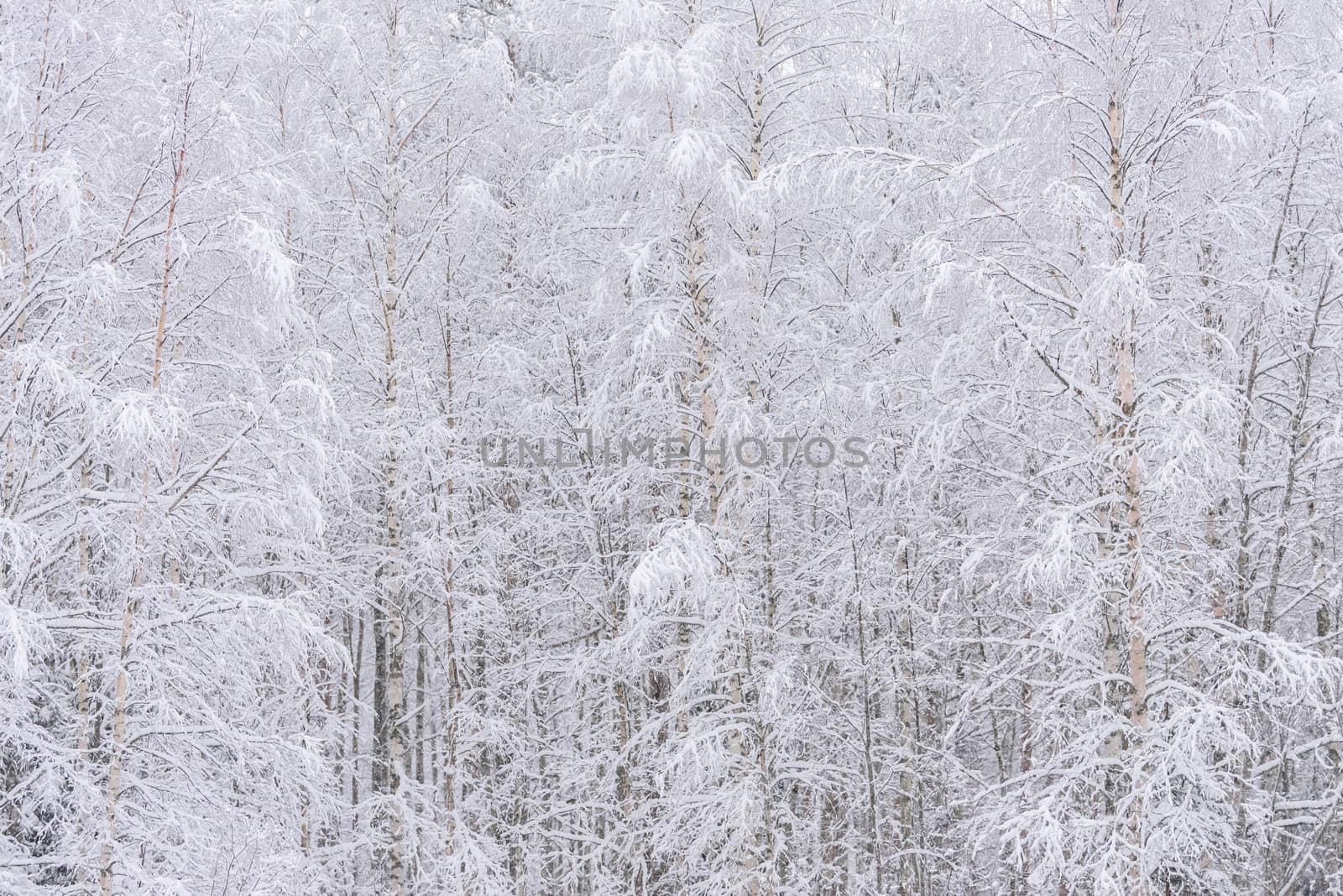 The forest has covered with heavy snow and clear blue sky in winter season at Lapland, Finland.