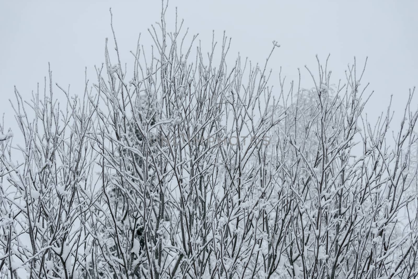 The forest has covered with heavy snow in winter season at Lapla by animagesdesign