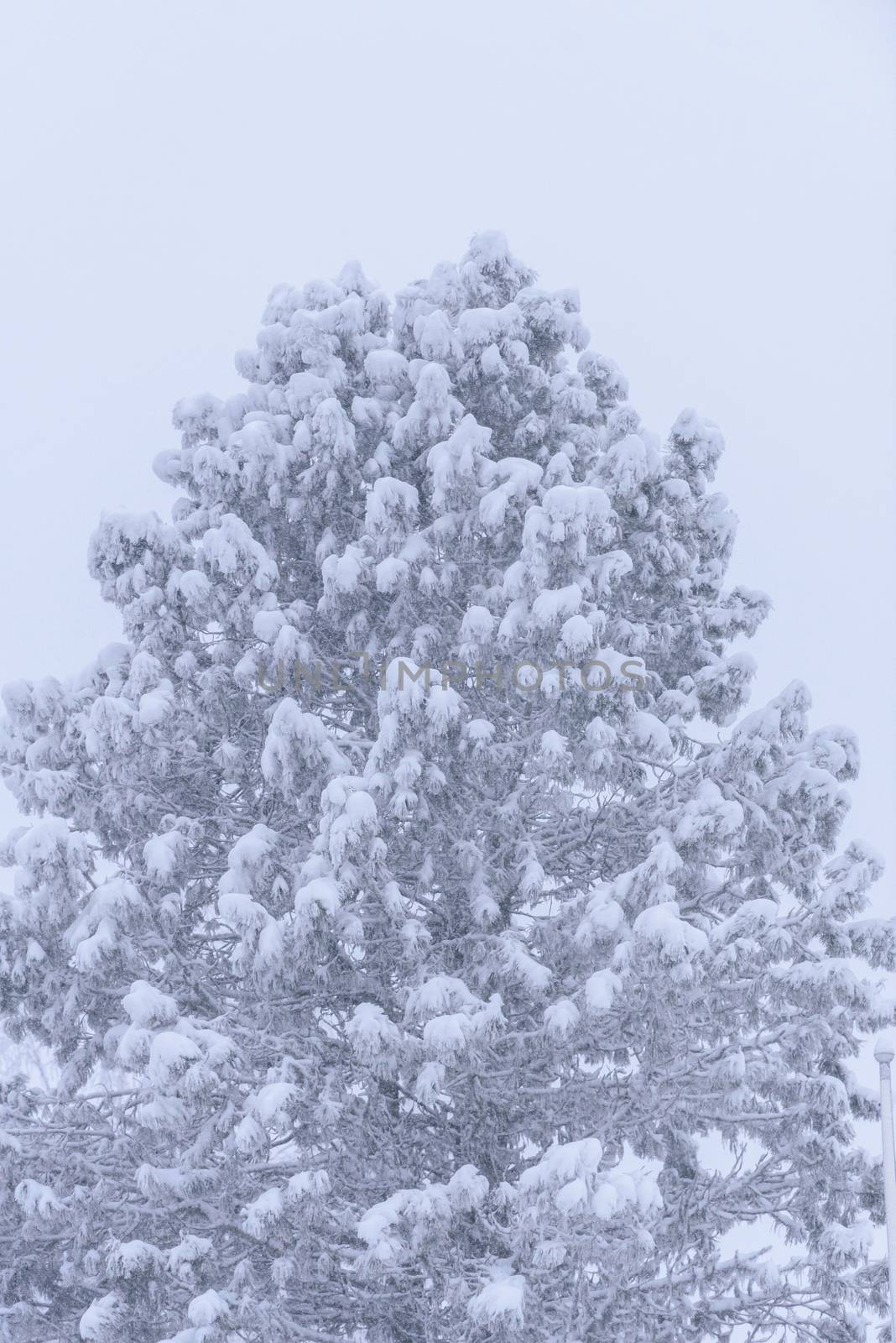 The big tree has covered with heavy snow and bad weather in wint by animagesdesign