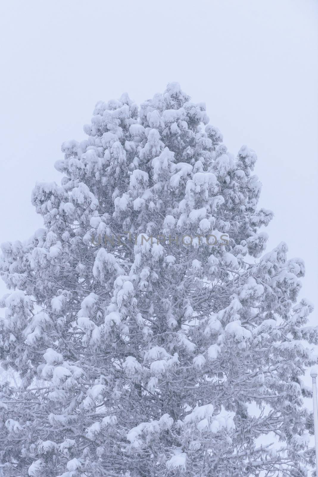 The big tree has covered with heavy snow and bad weather in winter season at Lapland, Finland.