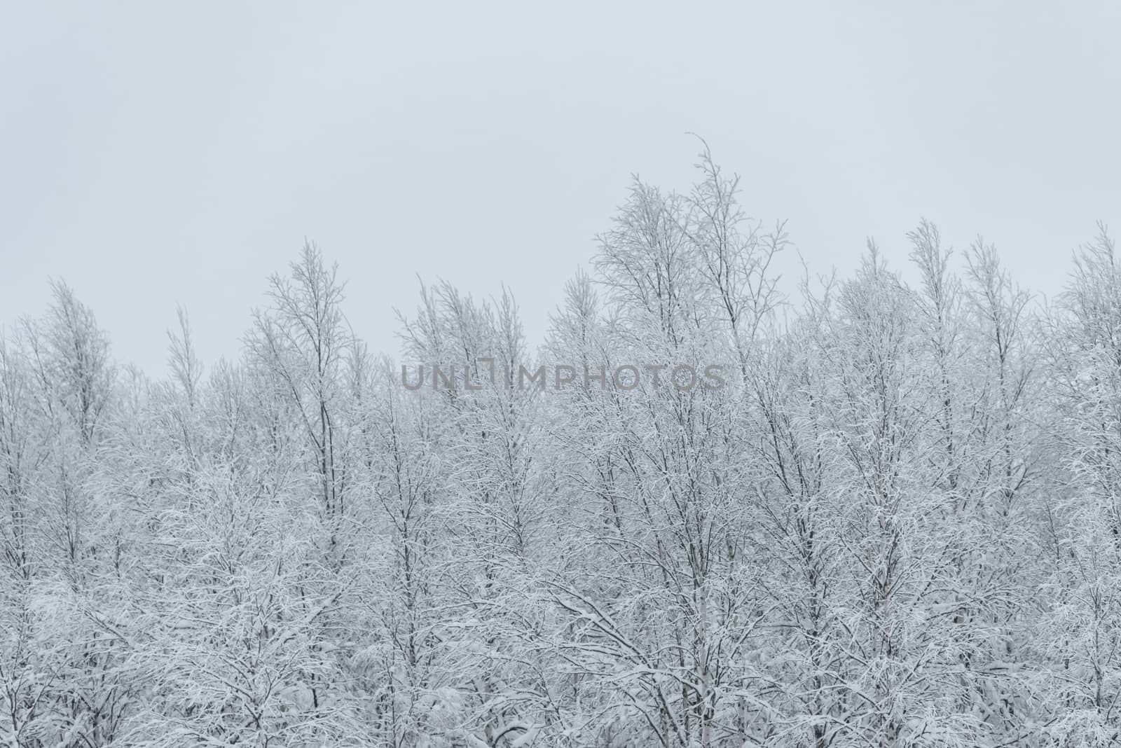 The forest has covered with heavy snow and bad weather sky in winter season at Holiday Village Kuukiuru, Finland.