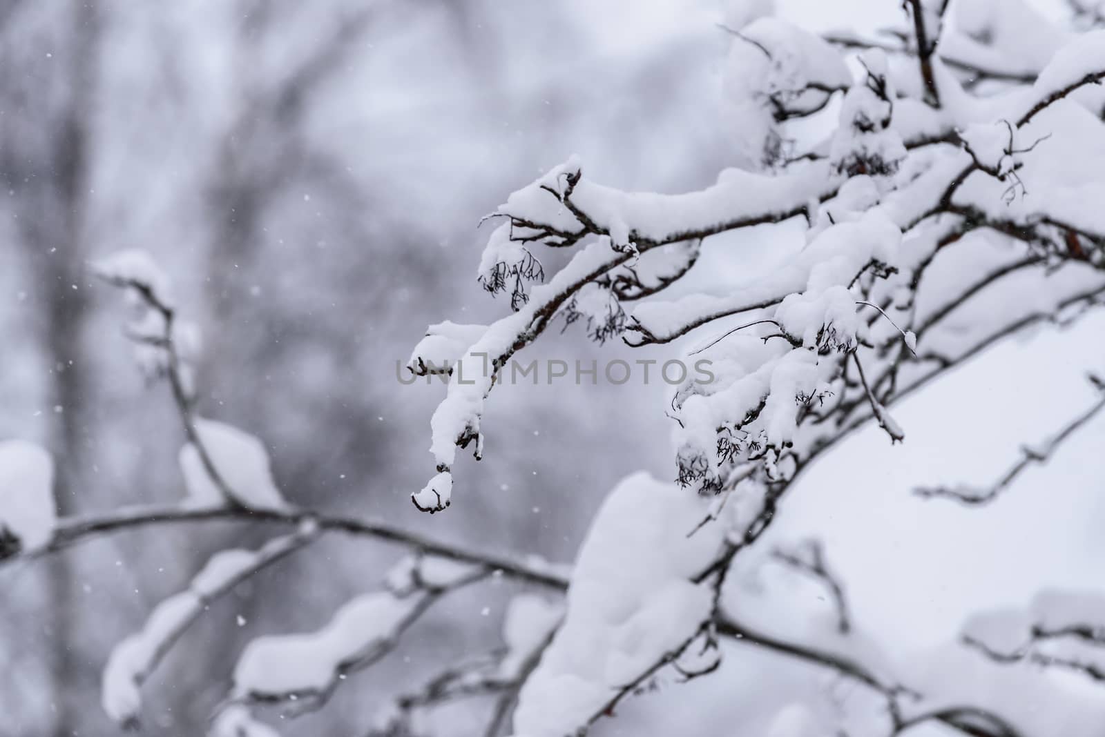 The tree has covered with heavy snow in winter season at Lapland, Finland.