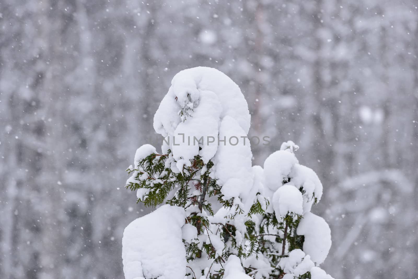 The tree has covered with heavy snow in winter season at Lapland, Finland.