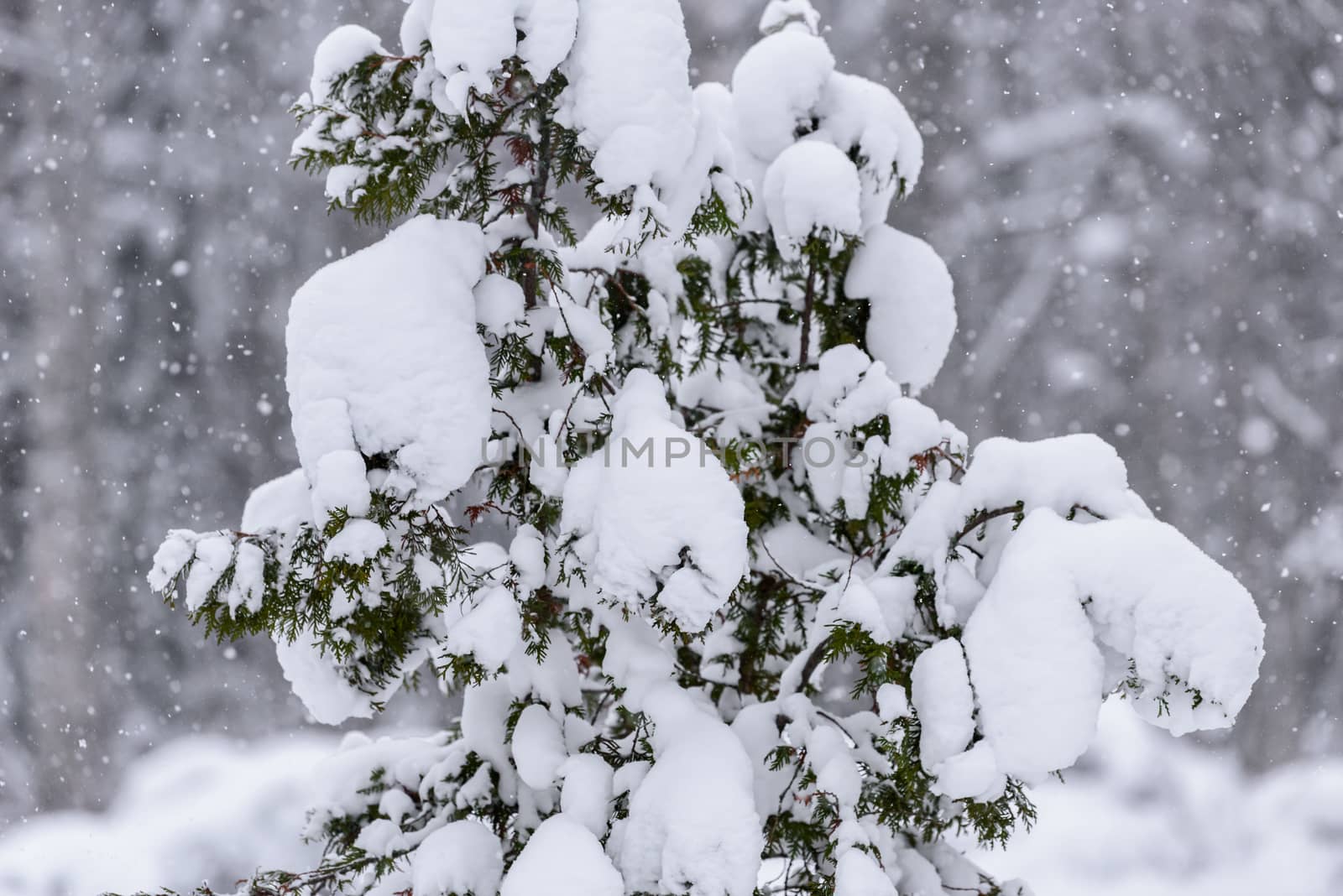 The tree has covered with heavy snow in winter season at Lapland, Finland.
