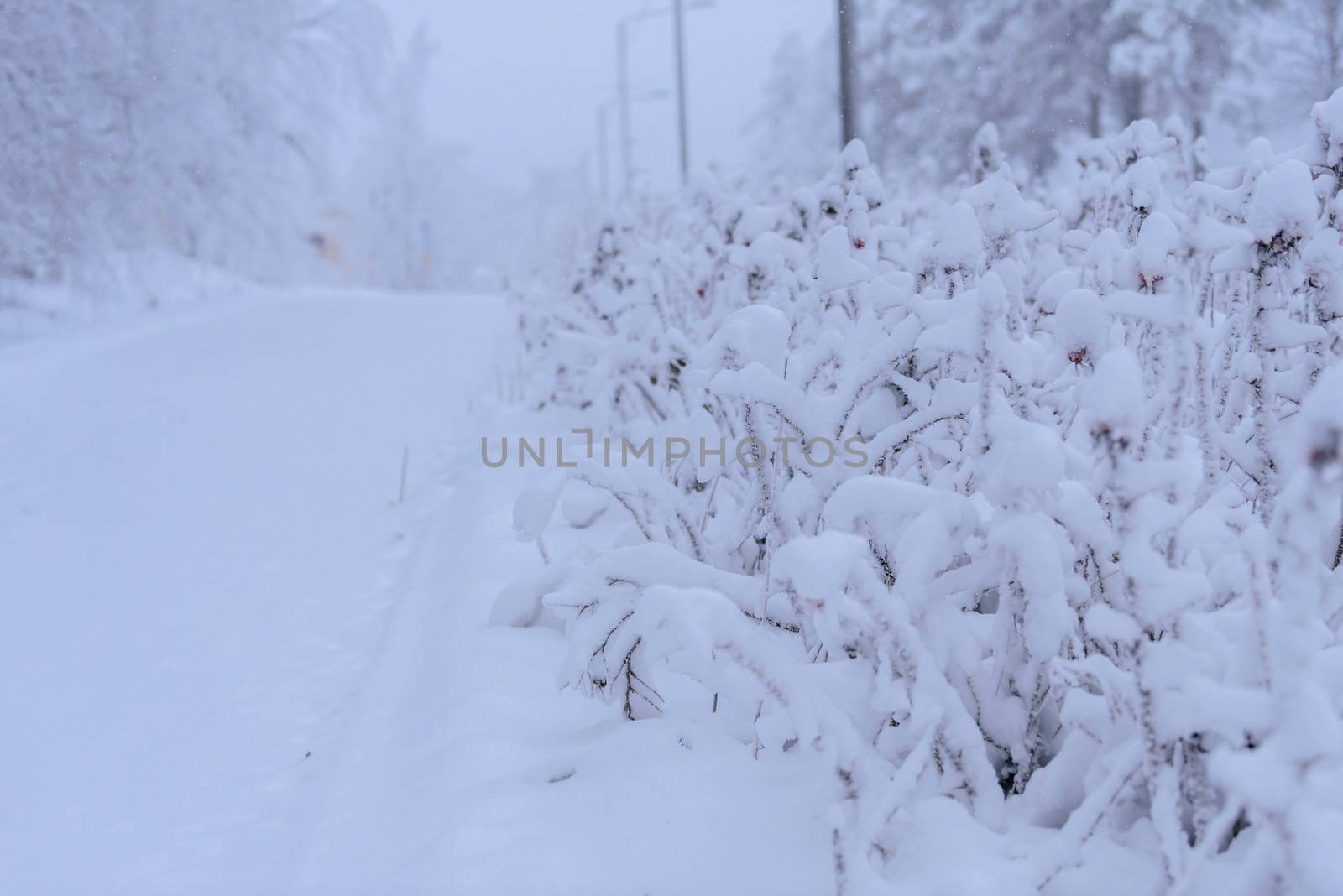 The branch of tree has covered with heavy snow and bad weather in winter season at Lapland, Finland.