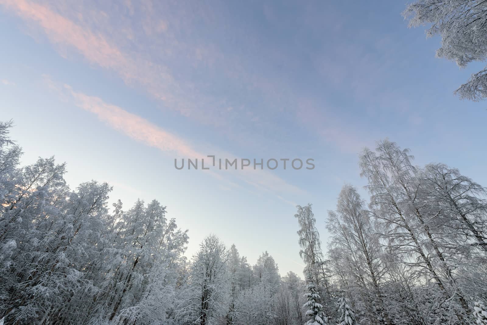 The forest has covered with heavy snow and clear blue sky in win by animagesdesign