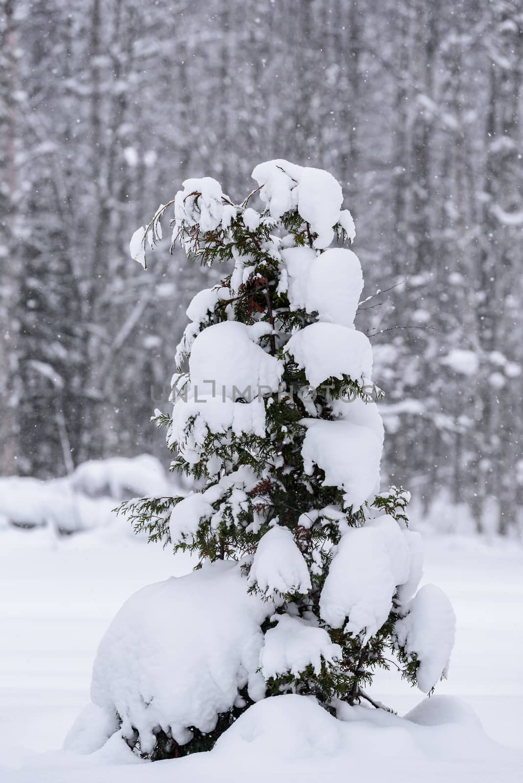 The tree has covered with heavy snow in winter season at Lapland by animagesdesign