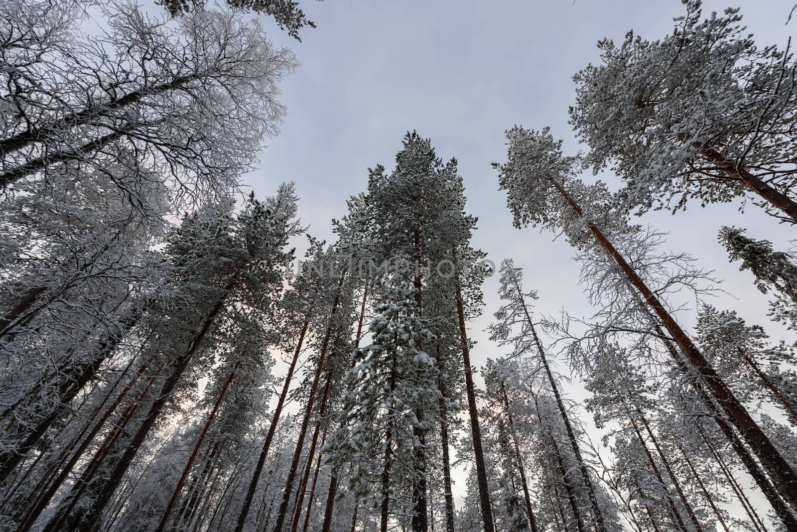 The forest has covered with heavy snow and bad weather sky in winter season at Oulanka National Park, Finland.