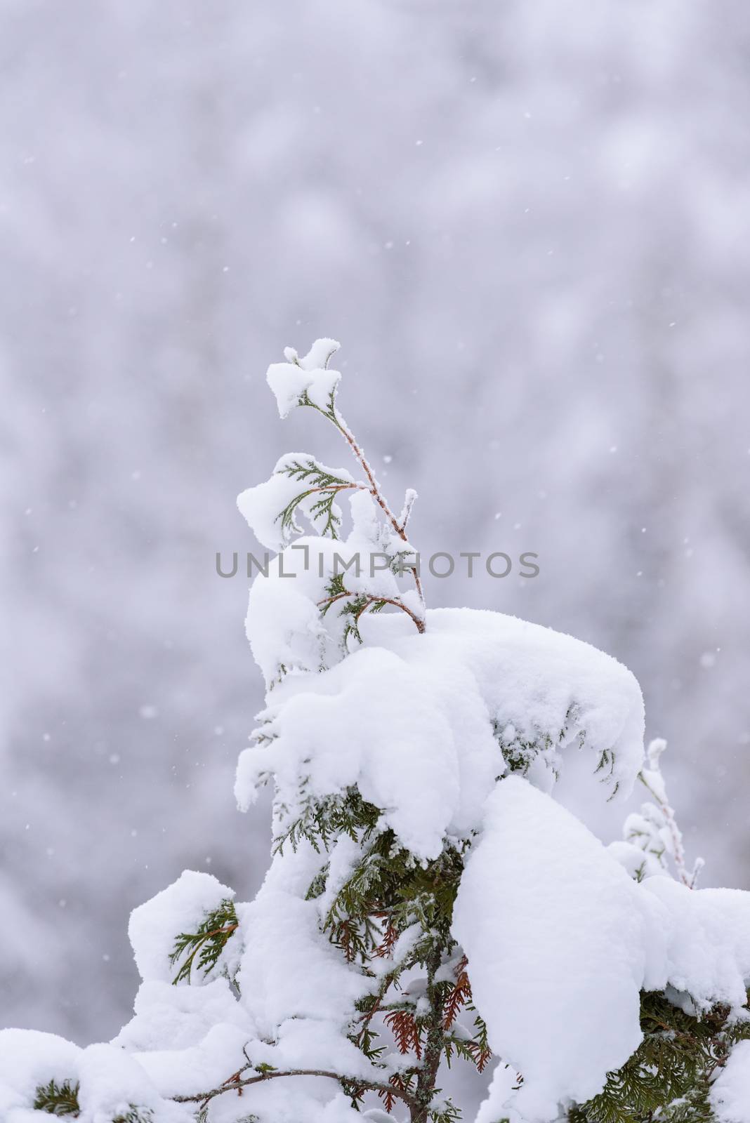 The branch of tree has covered with heavy snow in winter season at Lapland, Finland.