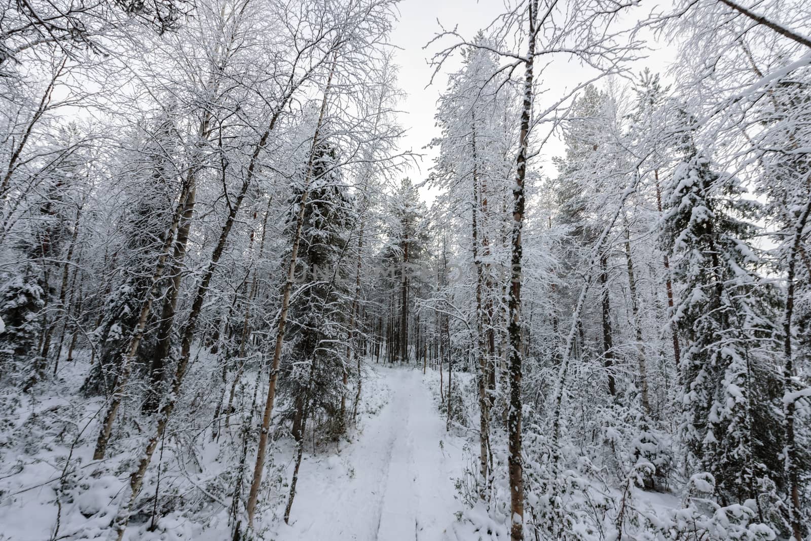 The walk way has covered with heavy snow and bad weather sky in winter season at Oulanka National Park, Finland.