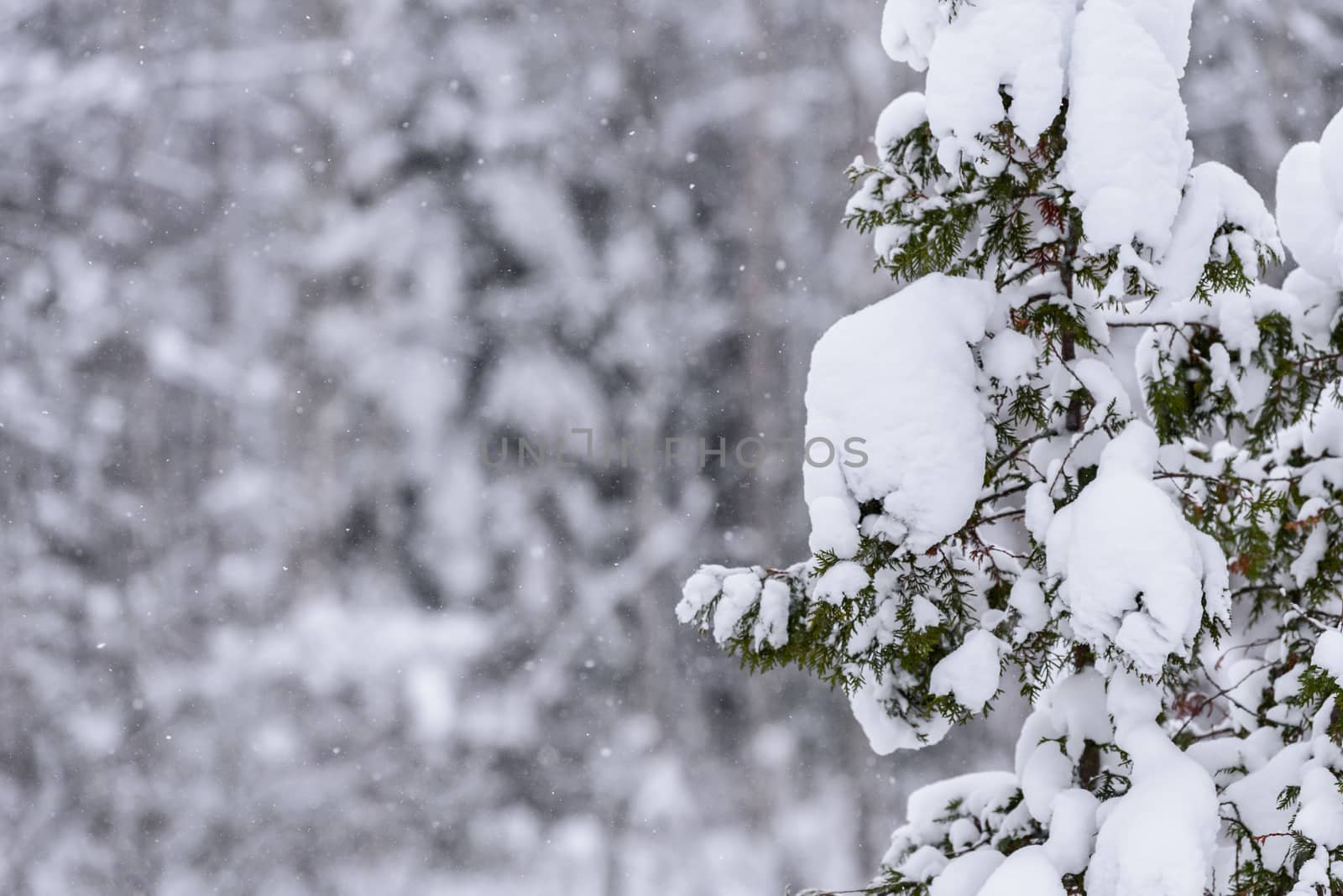 The tree has covered with heavy snow in winter season at Lapland, Finland.