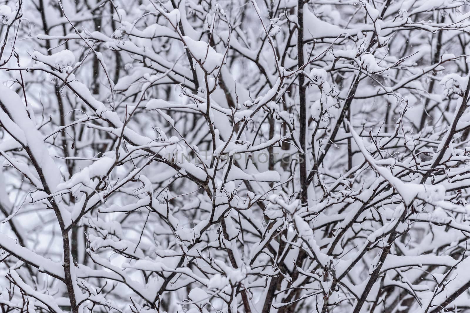 The tree has covered with heavy snow in winter season at Lapland, Finland.