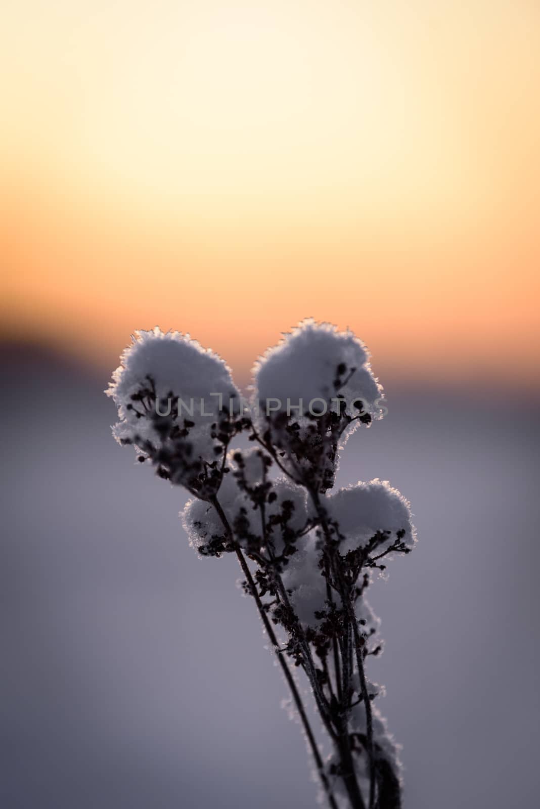 The flower has covered with heavy snow and sunset time in winter season at Holiday Village Kuukiuru, Finland.