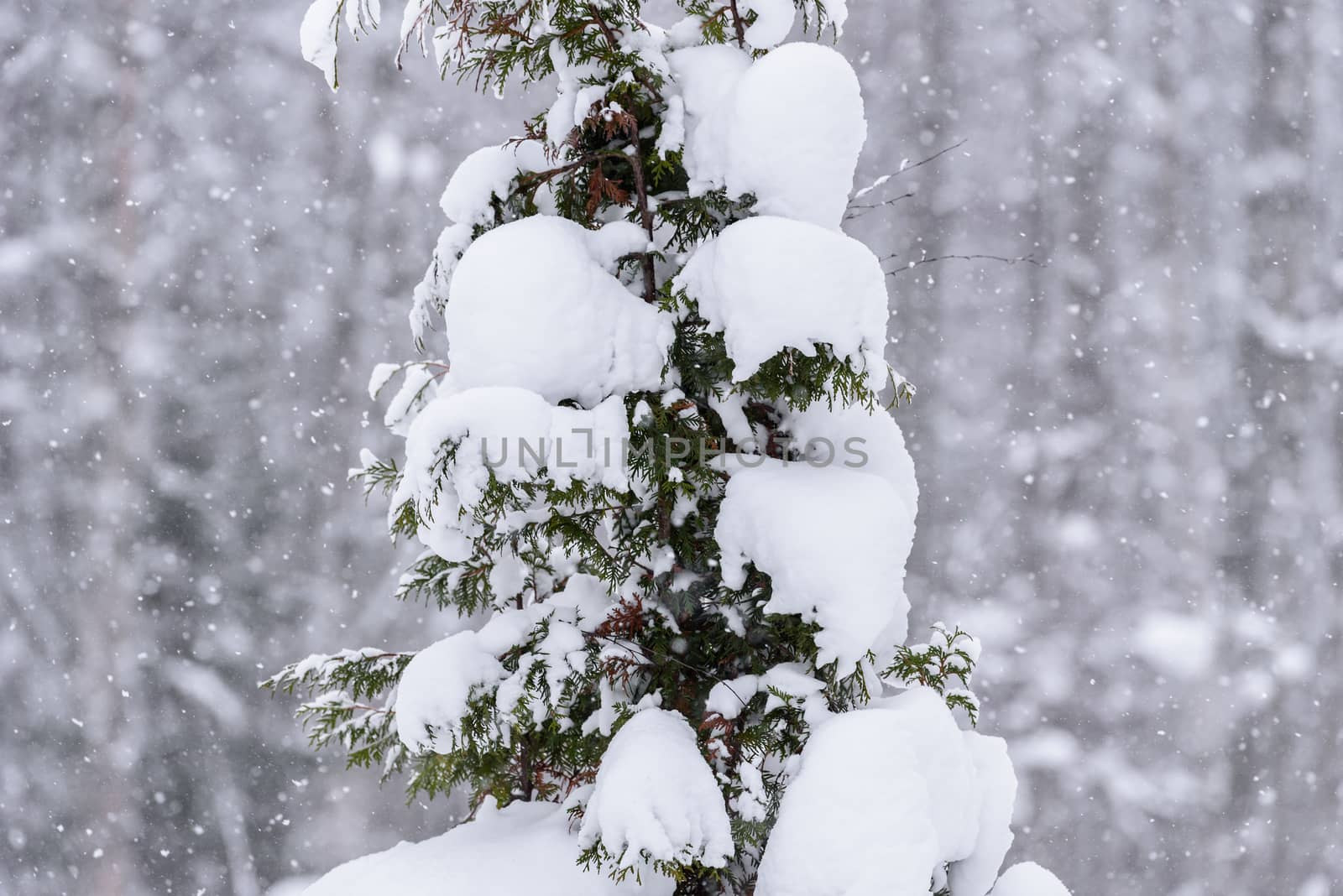 The tree has covered with heavy snow in winter season at Lapland by animagesdesign