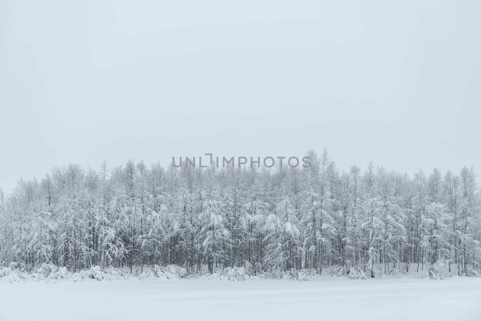 The ice lake and forest has covered with heavy snow and bad weather sky in winter season at Holiday Village Kuukiuru, Finland.