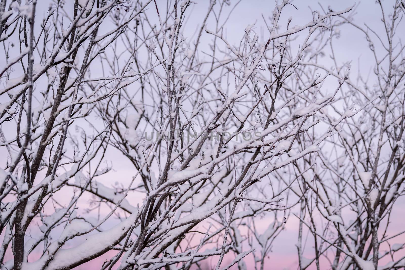 The branch of tree has covered with heavy snow and sunset time in winter season at Holiday Village Kuukiuru, Finland.