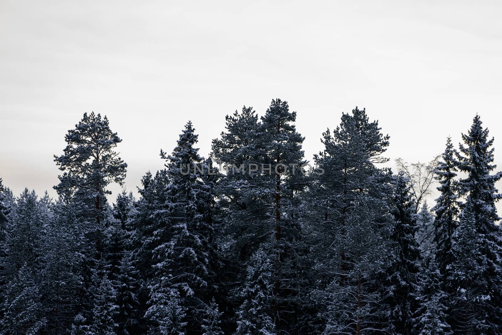 The forest has covered with heavy snow and clear blue sky in winter season at Lapland, Finland.