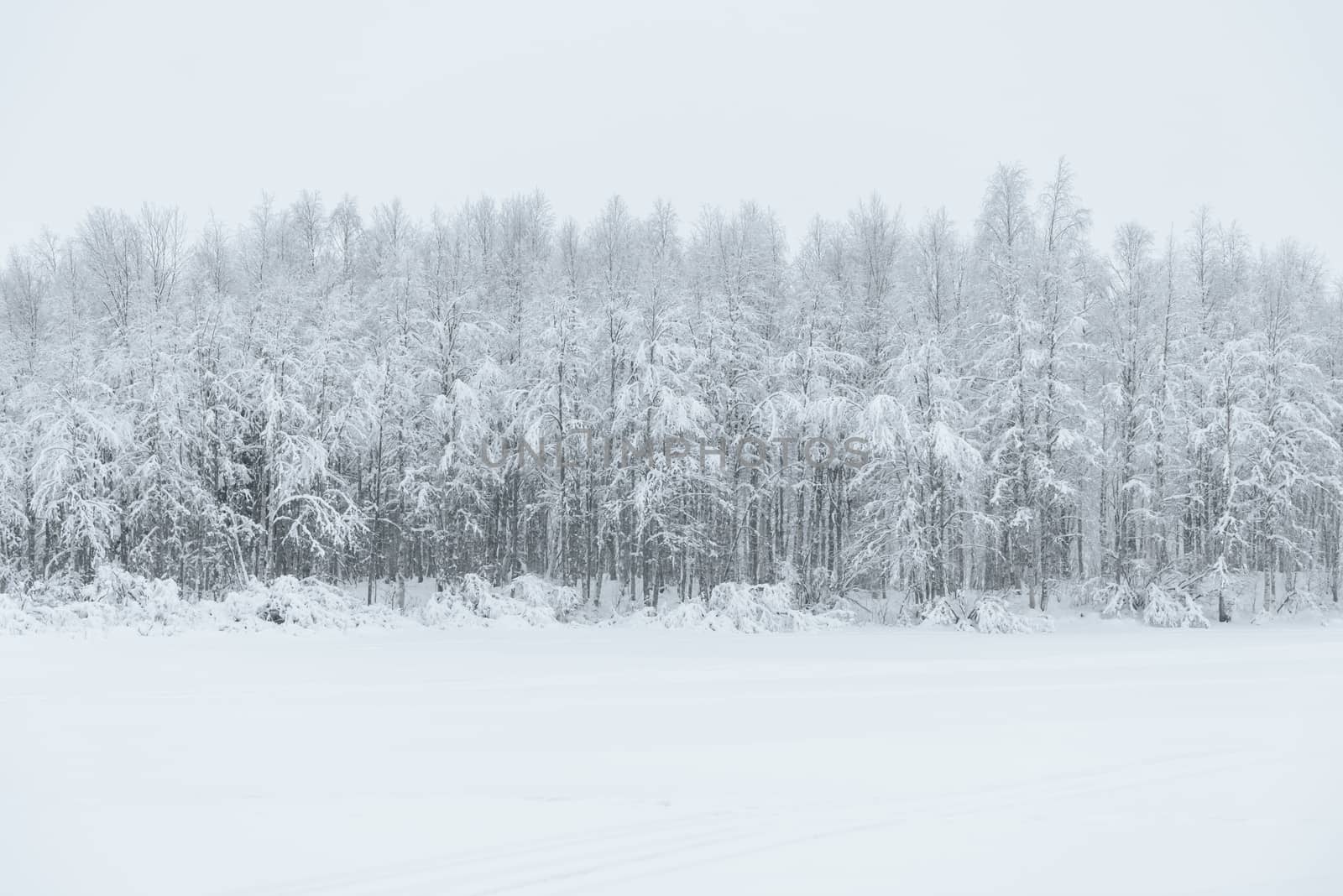 The ice lake and forest has covered with heavy snow and bad weather sky in winter season at Holiday Village Kuukiuru, Finland.