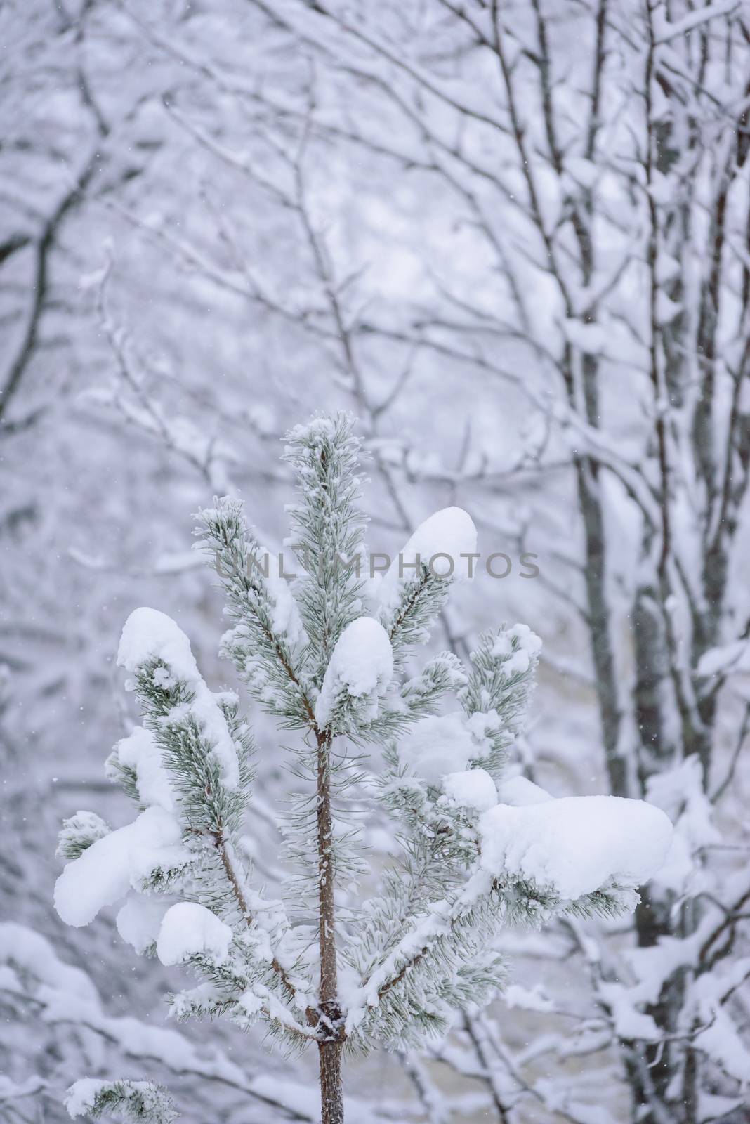 The branch of tree has covered with heavy snow in winter season at Lapland, Finland.