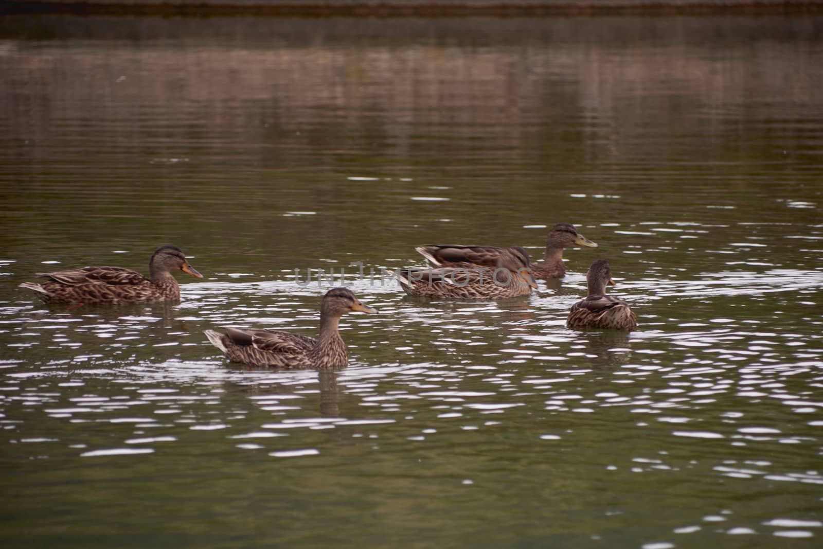 Flock of ducks swimming in the lake, family, spring, reflections, brown, tranquility